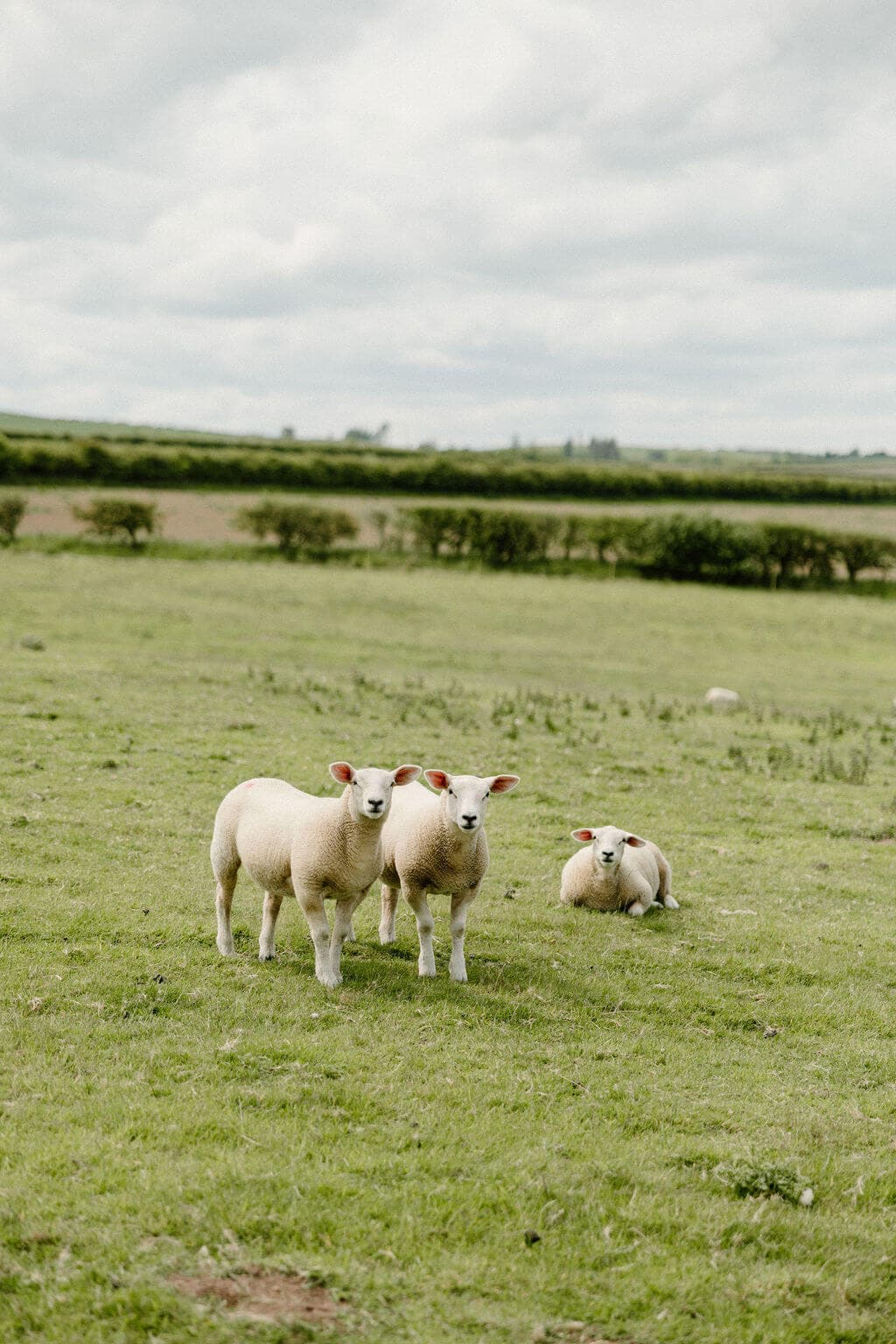 Image 4 of the stables